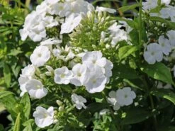 Hohe Flammenblume 'Dwarf White' -Günstiges Erd Seele Geschäft hohe flammenblume dwarf white m059905 w 6