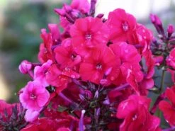 Hohe Flammenblume 'Grenadine Dream' ® -Günstiges Erd Seele Geschäft hohe flammenblume grenadine dream m059907 w 0