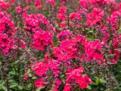 Hohe Flammenblume 'Grenadine Dream' ® -Günstiges Erd Seele Geschäft hohe flammenblume grenadine dream m059907 w 1