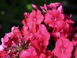 Hohe Flammenblume 'Grenadine Dream' ® -Günstiges Erd Seele Geschäft hohe flammenblume grenadine dream m059907 w 2