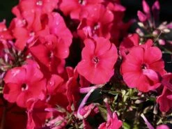 Hohe Flammenblume 'Grenadine Dream' ® -Günstiges Erd Seele Geschäft hohe flammenblume grenadine dream m059907 w 3