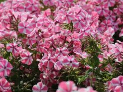 Hohe Flammenblume 'Peppermint Twist' ® -Günstiges Erd Seele Geschäft hohe flammenblume peppermint twist m059929 w 1