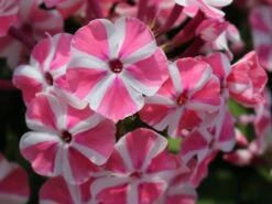 Hohe Flammenblume 'Peppermint Twist' ® -Günstiges Erd Seele Geschäft hohe flammenblume peppermint twist m059929 w 2