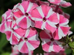 Hohe Flammenblume 'Peppermint Twist' ® -Günstiges Erd Seele Geschäft hohe flammenblume peppermint twist m059929 w 3