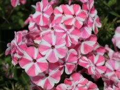 Hohe Flammenblume 'Peppermint Twist' ® -Günstiges Erd Seele Geschäft hohe flammenblume peppermint twist m059929 w 4