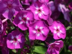 Hohe Flammenblume 'Purple Kiss' -Günstiges Erd Seele Geschäft hohe flammenblume purple kiss m001682 w 0