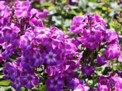 Hohe Flammenblume 'Purple Kiss' -Günstiges Erd Seele Geschäft hohe flammenblume purple kiss m001682 w 1