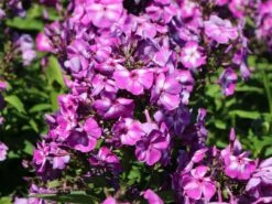 Hohe Flammenblume 'Purple Kiss' -Günstiges Erd Seele Geschäft hohe flammenblume purple kiss m001682 w 2