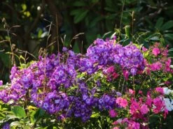 Hohe Flammenblume 'Purple Kiss' -Günstiges Erd Seele Geschäft hohe flammenblume purple kiss m001682 w 3