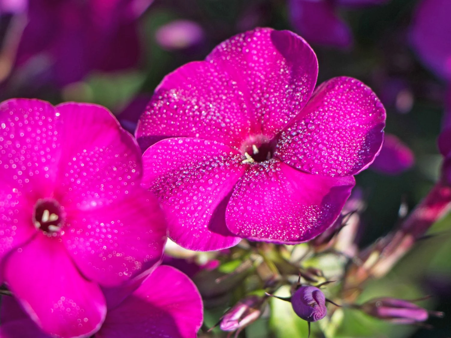 Hohe Flammenblume 'Raving Beauty' 3 Hohe Flammenblume 'Raving Beauty'