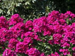 Hohe Flammenblume 'Raving Beauty' 15 Hohe Flammenblume 'Raving Beauty' -Günstiges Erd Seele Geschäft hohe flammenblume raving beauty m059943 w 0