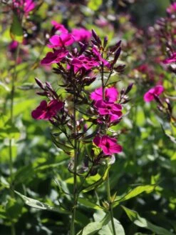 Hohe Flammenblume 'Raving Beauty' 18 Hohe Flammenblume 'Raving Beauty' -Günstiges Erd Seele Geschäft hohe flammenblume raving beauty m059943 w 1