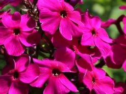 Hohe Flammenblume 'Raving Beauty' 17 Hohe Flammenblume 'Raving Beauty' -Günstiges Erd Seele Geschäft hohe flammenblume raving beauty m059943 w 3