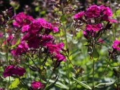 Hohe Flammenblume 'Raving Beauty' 20 Hohe Flammenblume 'Raving Beauty' -Günstiges Erd Seele Geschäft hohe flammenblume raving beauty m059943 w 4