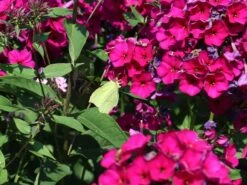 Hohe Flammenblume 'Raving Beauty' 16 Hohe Flammenblume 'Raving Beauty' -Günstiges Erd Seele Geschäft hohe flammenblume raving beauty m059943 w 5