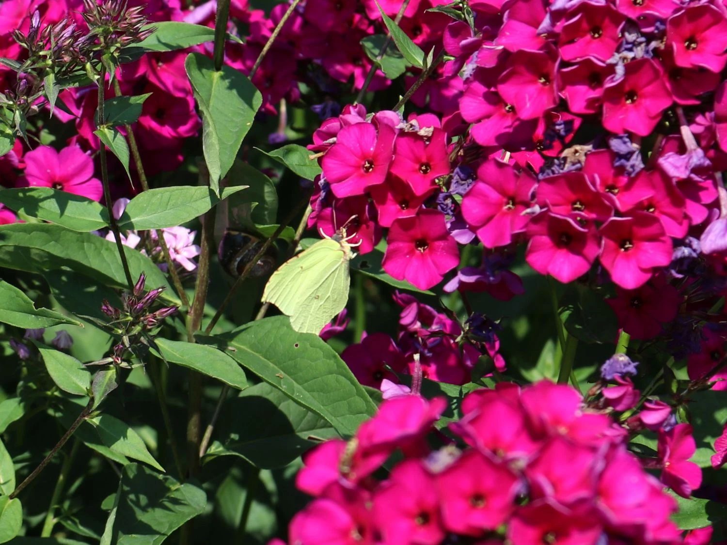 Hohe Flammenblume 'Raving Beauty' 7 Hohe Flammenblume 'Raving Beauty' – Bild 5