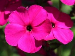 Hohe Flammenblume 'Raving Beauty' 19 Hohe Flammenblume 'Raving Beauty' -Günstiges Erd Seele Geschäft hohe flammenblume raving beauty m059943 w 6