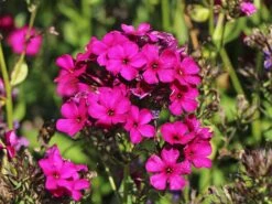 Hohe Flammenblume 'Raving Beauty' 14 Hohe Flammenblume 'Raving Beauty' -Günstiges Erd Seele Geschäft hohe flammenblume raving beauty m059943 w 7