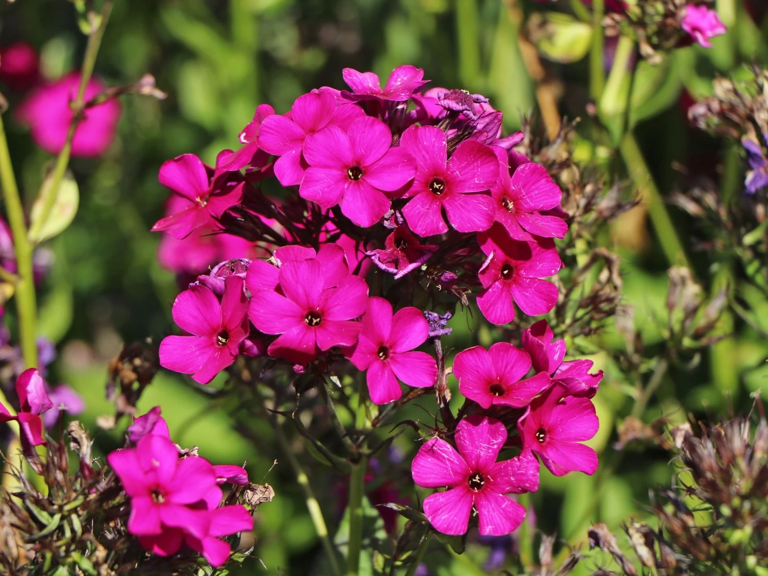 Hohe Flammenblume 'Raving Beauty' 5 Hohe Flammenblume 'Raving Beauty' – Bild 3