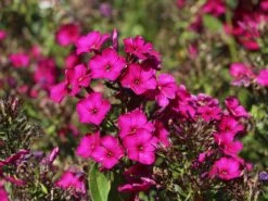 Hohe Flammenblume 'Raving Beauty' 21 Hohe Flammenblume 'Raving Beauty' -Günstiges Erd Seele Geschäft hohe flammenblume raving beauty m059943 w 8