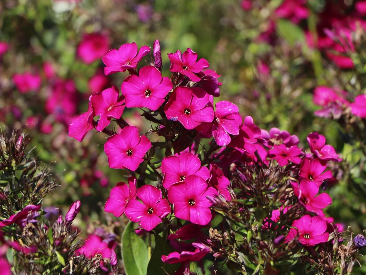 Hohe Flammenblume 'Raving Beauty' 12 Hohe Flammenblume 'Raving Beauty' – Bild 10