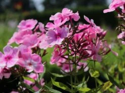 Hohe Flammenblume 'Sweet Summer Candy' 7 Hohe Flammenblume 'Sweet Summer Candy' -Günstiges Erd Seele Geschäft hohe flammenblume sweet summer candy m062793 w 0