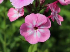 Hohe Flammenblume 'Sweet Summer Candy' 8 Hohe Flammenblume 'Sweet Summer Candy' -Günstiges Erd Seele Geschäft hohe flammenblume sweet summer candy m062793 w 1