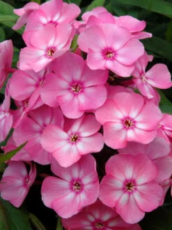 Hohe Flammenblume 'Sweet Summer Candy' 9 Hohe Flammenblume 'Sweet Summer Candy' -Günstiges Erd Seele Geschäft hohe flammenblume sweet summer candy m062793 w 2