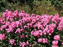 Hohe Flammenblume 'Sweet Summer Dream' ® -Günstiges Erd Seele Geschäft hohe flammenblume sweet summer dream m062796 w 0 1