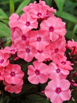 Hohe Flammenblume 'Sweet Summer Dream' ® -Günstiges Erd Seele Geschäft hohe flammenblume sweet summer dream m062796 w 1