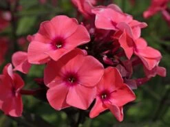 Hohe Flammenblume 'Sweet Summer Dream' ® -Günstiges Erd Seele Geschäft hohe flammenblume sweet summer dream m062796 w 2