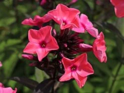 Hohe Flammenblume 'Sweet Summer Dream' ® -Günstiges Erd Seele Geschäft hohe flammenblume sweet summer dream m062796 w 3