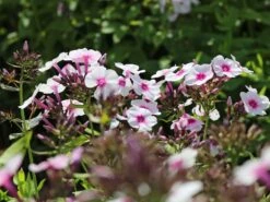 Hohe Flammenblume 'Swizzle' -Günstiges Erd Seele Geschäft hohe flammenblume swizzle m059949 w 0