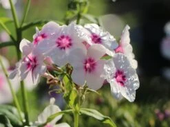 Hohe Flammenblume 'Swizzle' -Günstiges Erd Seele Geschäft hohe flammenblume swizzle m059949 w 1