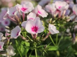 Hohe Flammenblume 'Swizzle' -Günstiges Erd Seele Geschäft hohe flammenblume swizzle m059949 w 10