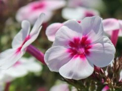 Hohe Flammenblume 'Swizzle' -Günstiges Erd Seele Geschäft hohe flammenblume swizzle m059949 w 2