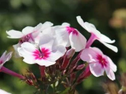 Hohe Flammenblume 'Swizzle' -Günstiges Erd Seele Geschäft hohe flammenblume swizzle m059949 w 3