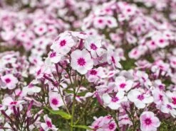 Hohe Flammenblume 'Swizzle' -Günstiges Erd Seele Geschäft hohe flammenblume swizzle m059949 w 4