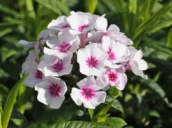 Hohe Flammenblume 'Swizzle' -Günstiges Erd Seele Geschäft hohe flammenblume swizzle m059949 w 5