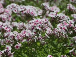 Hohe Flammenblume 'Swizzle' -Günstiges Erd Seele Geschäft hohe flammenblume swizzle m059949 w 6