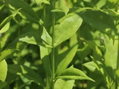 Hohe Flammenblume 'Swizzle' -Günstiges Erd Seele Geschäft hohe flammenblume swizzle m059949 w 7