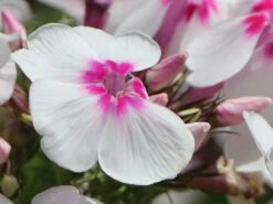 Hohe Flammenblume 'Swizzle' -Günstiges Erd Seele Geschäft hohe flammenblume swizzle m059949 w 8