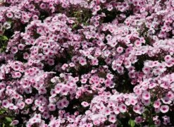 Hohe Flammenblume 'Swizzle' -Günstiges Erd Seele Geschäft hohe flammenblume swizzle m059949 w 9