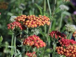 Hohe Goldgarbe 'Feuerland'