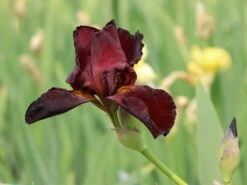 Hohe Schwertlilie 'Caldron' -Günstiges Erd Seele Geschäft hohe schwertlilie caldron m079886 w 0