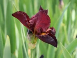 Hohe Schwertlilie 'Caldron' -Günstiges Erd Seele Geschäft hohe schwertlilie caldron m079886 w 1