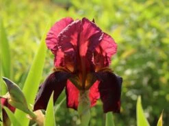 Hohe Schwertlilie 'Caldron' -Günstiges Erd Seele Geschäft hohe schwertlilie caldron m079886 w 2