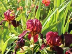 Hohe Schwertlilie 'Caldron' -Günstiges Erd Seele Geschäft hohe schwertlilie caldron m079886 w 3