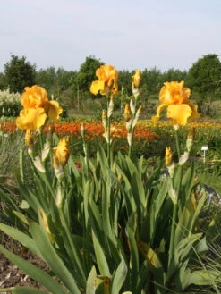 Hohe Schwertlilie 'Ola Kala' -Günstiges Erd Seele Geschäft hohe schwertlilie ola kala m015233 w 0