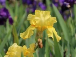 Hohe Schwertlilie 'Ola Kala' -Günstiges Erd Seele Geschäft hohe schwertlilie ola kala m015233 w 1